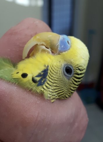 Top 10 Pet Budgie/Parakeet Vet Questions And Answers | BeChewy